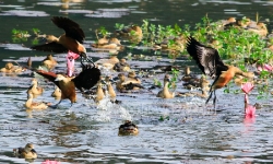 ‘পাখ-পাখালি দেশের রত্ন, আসুন সবাই করি যত্ন’